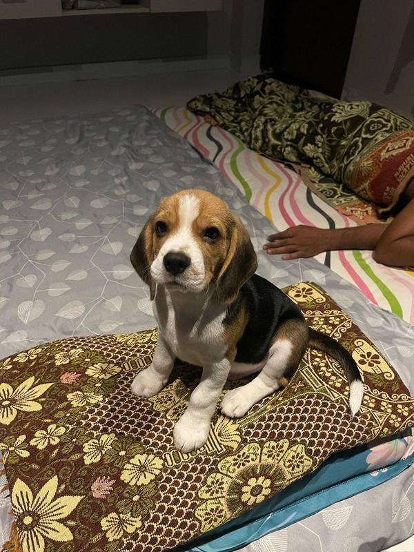 wardha pet shop