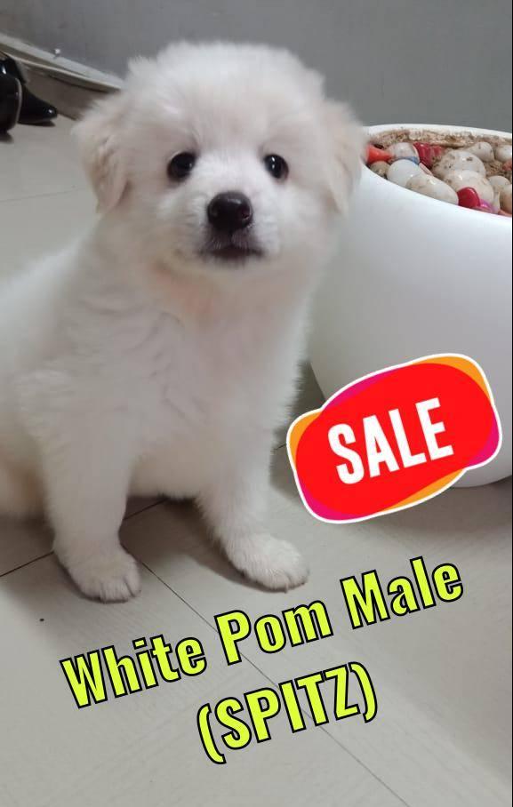 female puppy