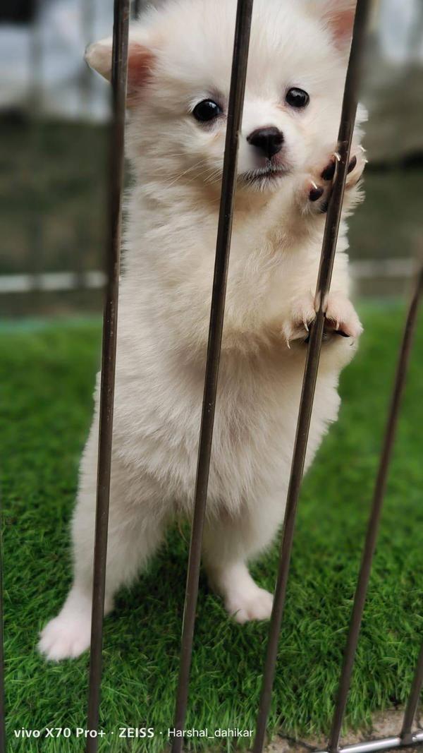 pomeranian male