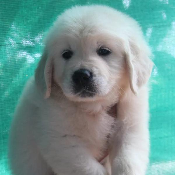 best pet shop nagpur wardhaman