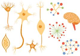 100 billion neurons