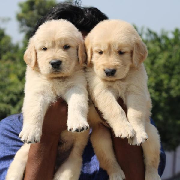wardha pet shop