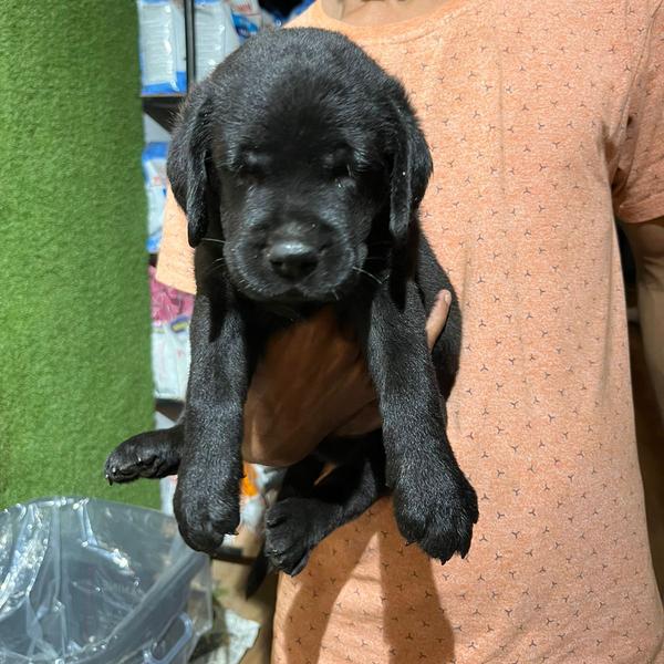 pet shop dharam peth nagpur