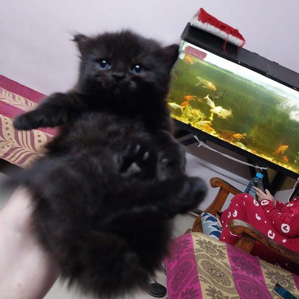 Best pet shop in wardhama AMIT PET SHOP Call 9405701139 in Nagpur