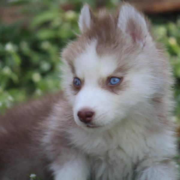 gokul peth road pet shop