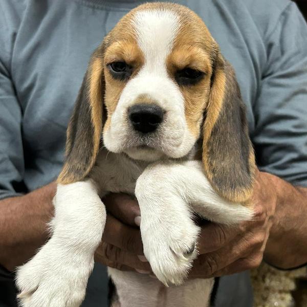 wardha pet shop