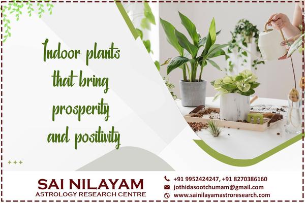 indoor plants