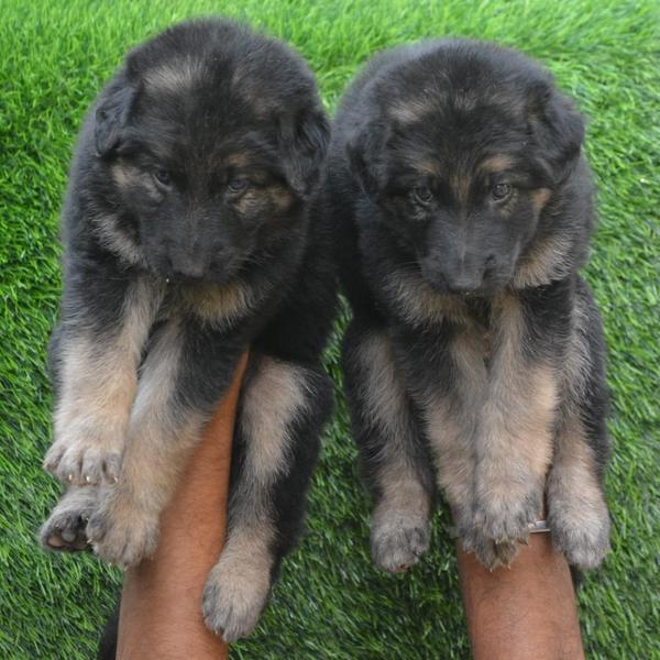 german shepherd male