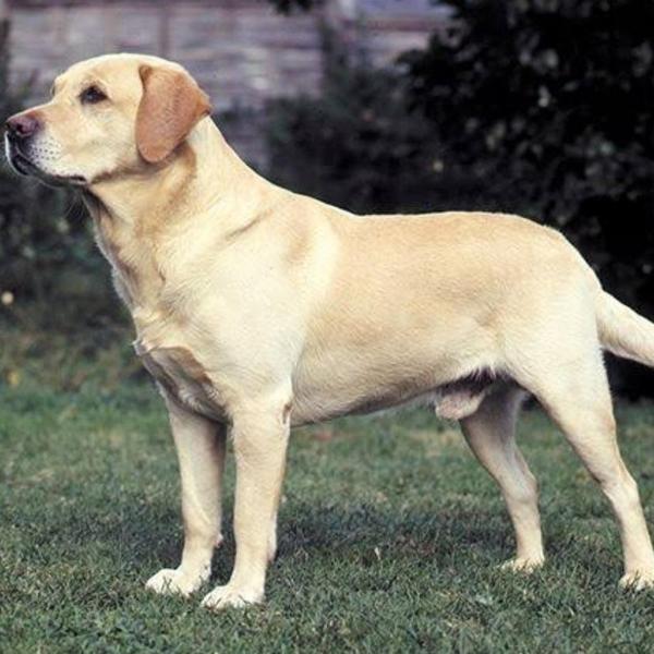 labrador male female puppies a
