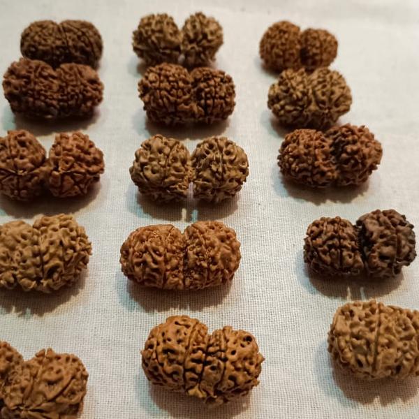 gauri shankar rudraksha