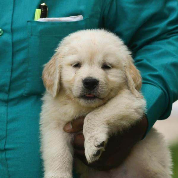 golden retriever male puppy sa