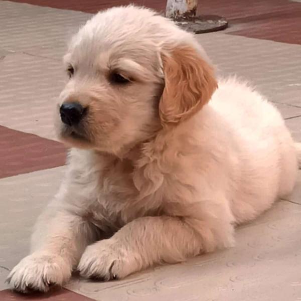 golden retriever male puppy sa
