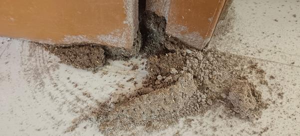 termite mould
