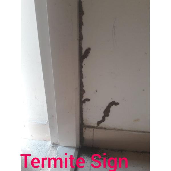 termite problem