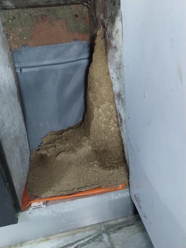 termite mould