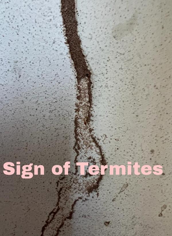 antitermite treatment in hyder