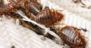 powerful insecticides
