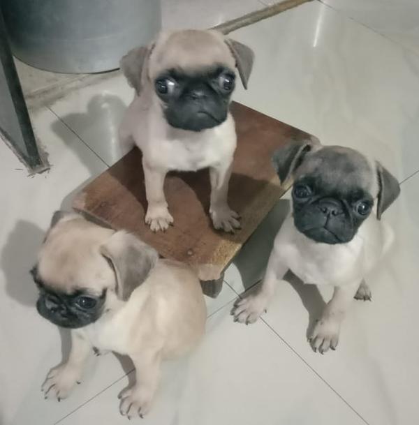 hingna pet shop