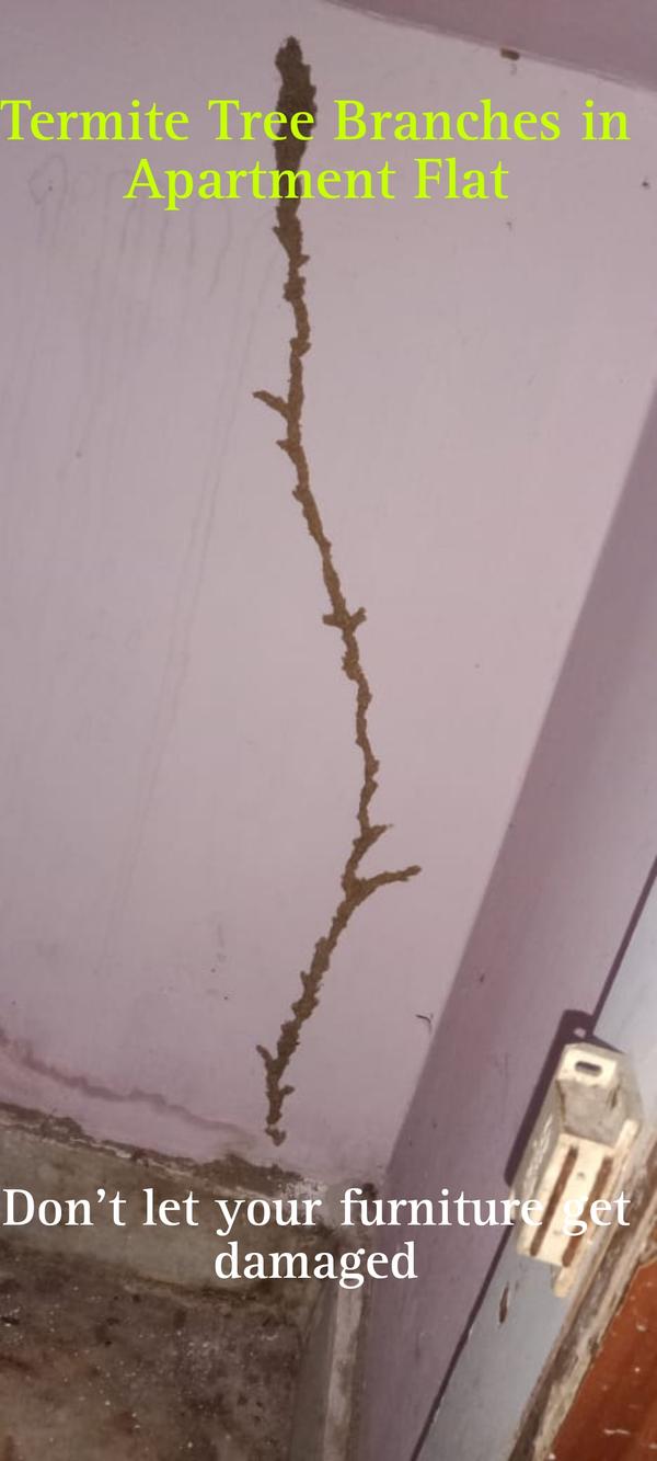 termite tree branches