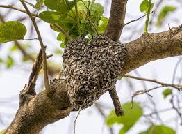 propolis