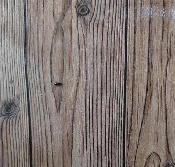 asthma cockroach control