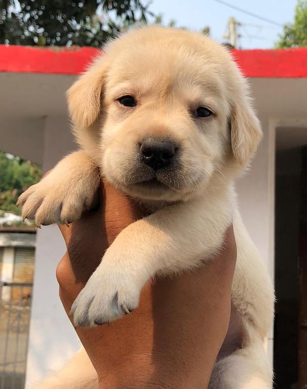 imamwada nagpur labrador puppi
