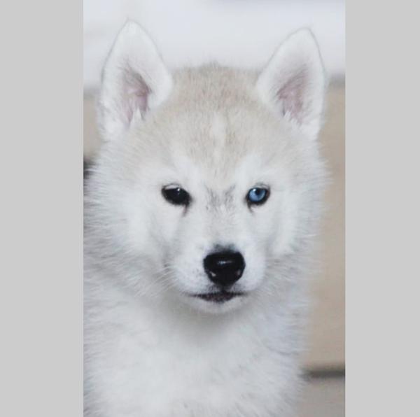 husky puppies for sale nagpur