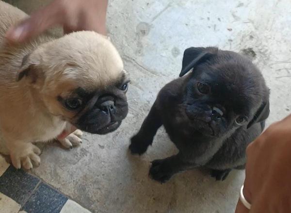 shitzu puppies available nagpu