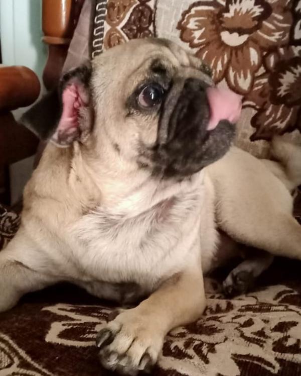 nagpur pug puppies