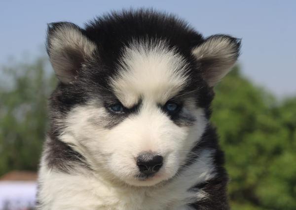 husky puppies for sale nagpur