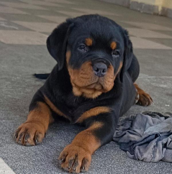 shitzu puppies for sale in nag