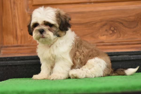 wardha pet shop