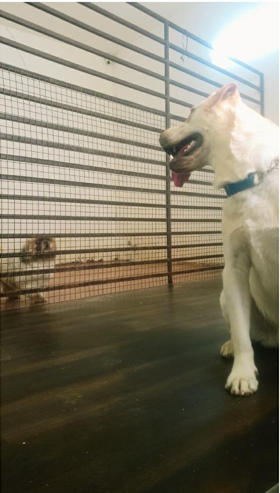 doglovers