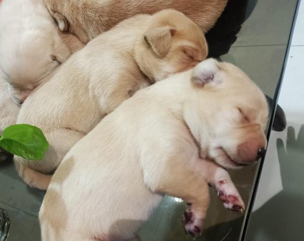 shanti nagar nagpur husky pupp