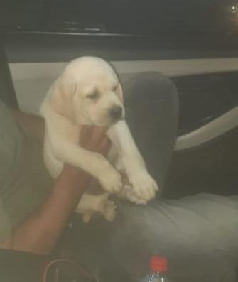 shitzu puppies for sale in nag
