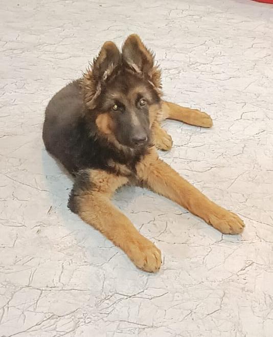 shitzu puppies available in la