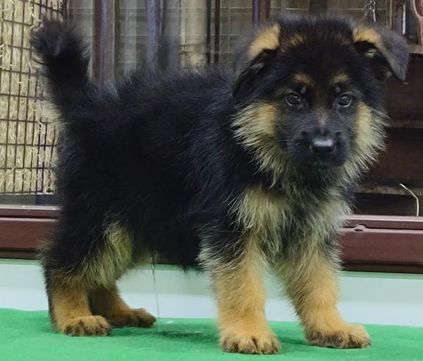 nagpur german shepherd puppies