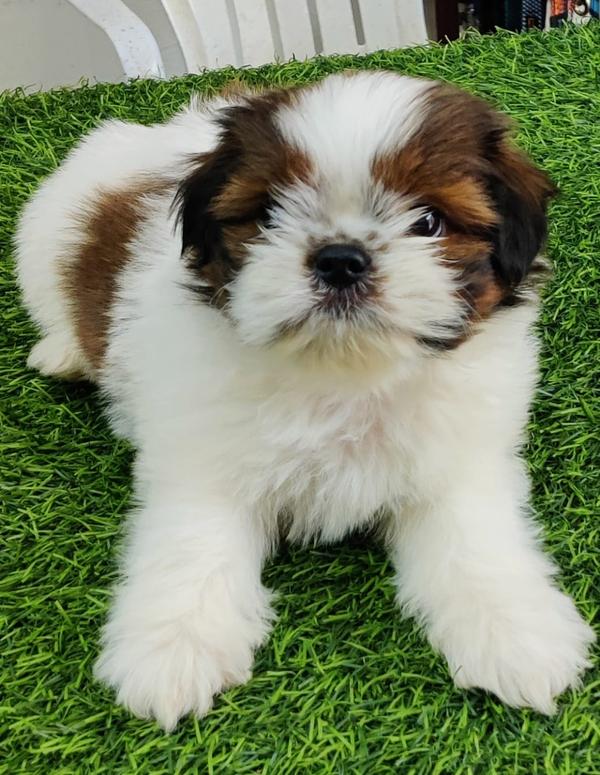 shitzu puppies available in la