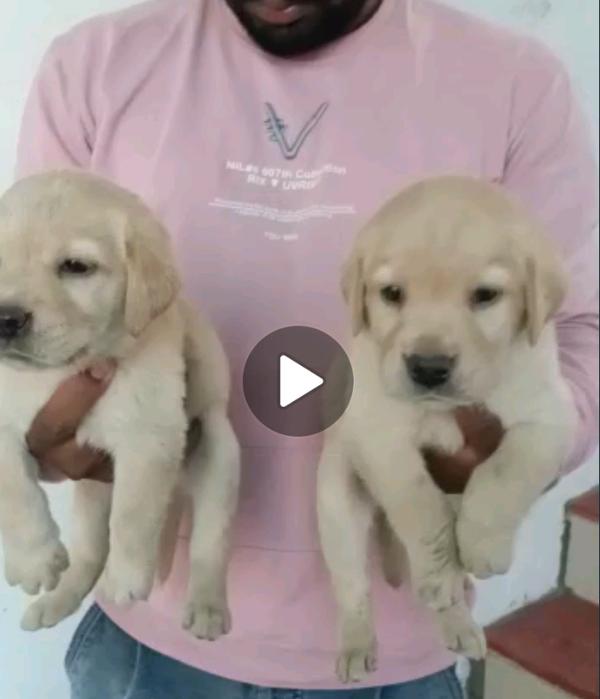 labrador puppies