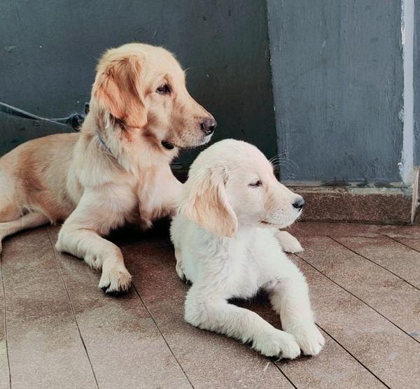 golden retriever puppies nagpu