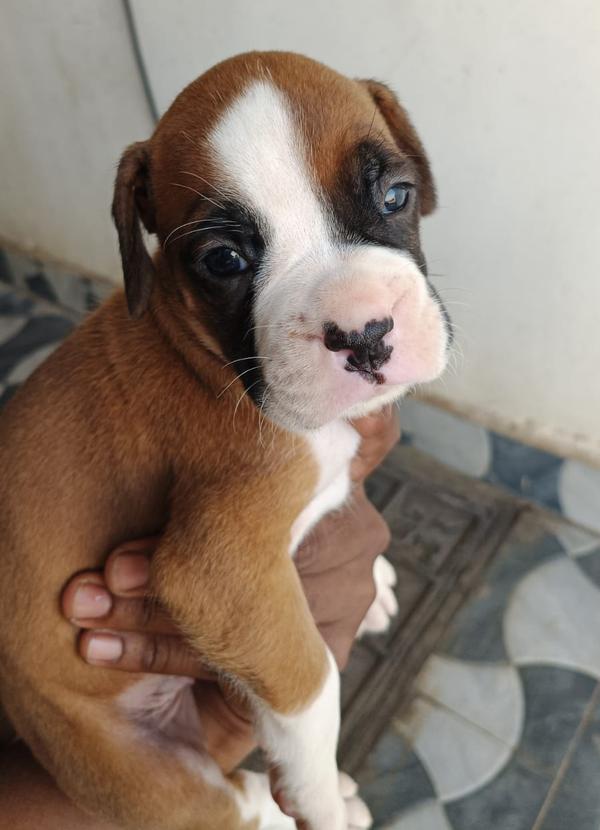 boxer male