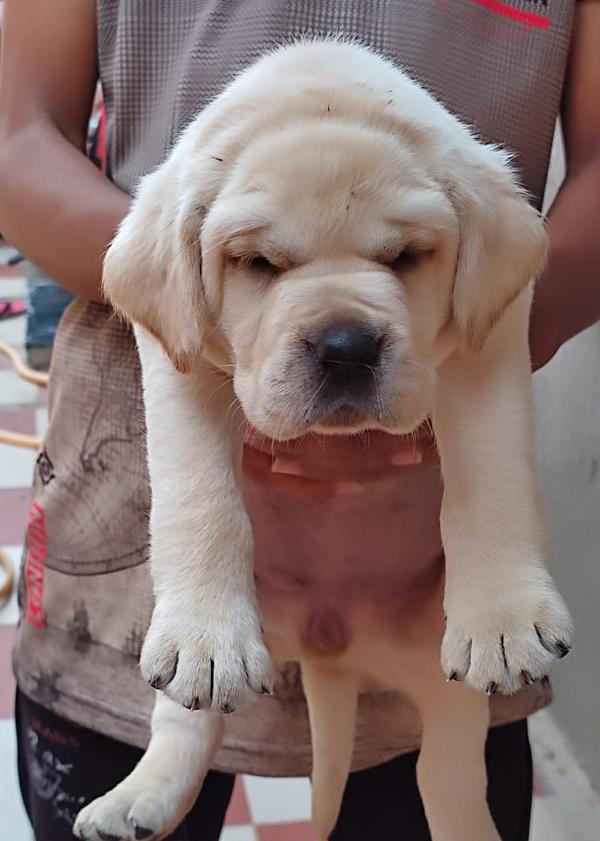 labrador puppies