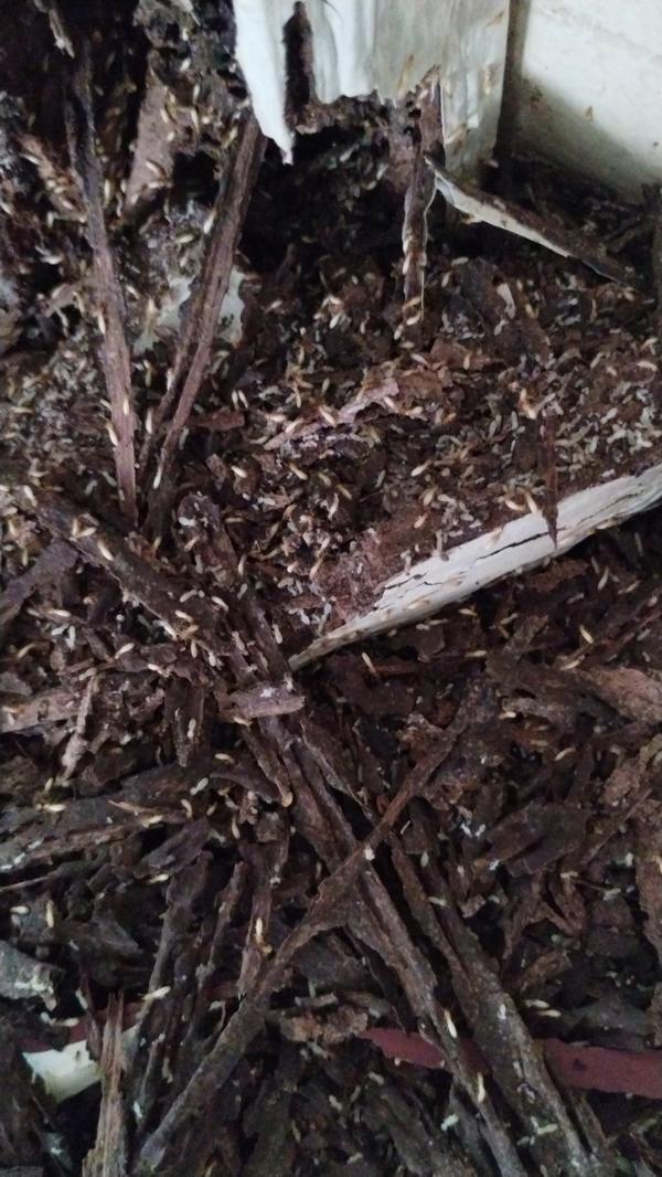 termite problem