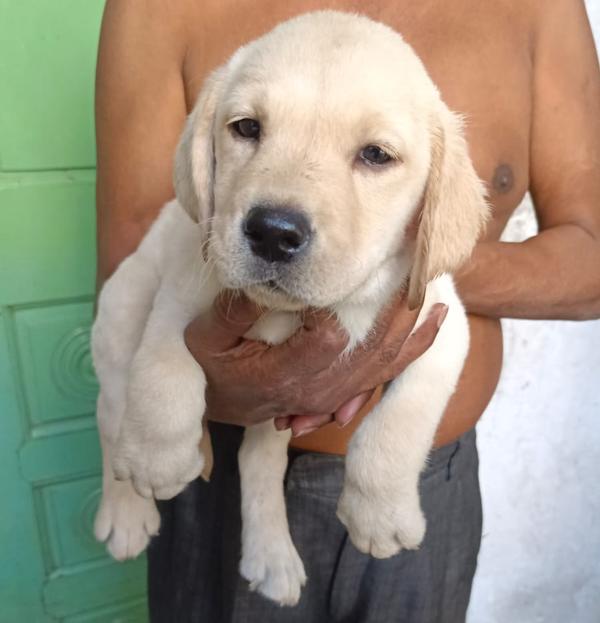 labrador puppies