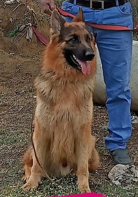 discount on german shepherd pu