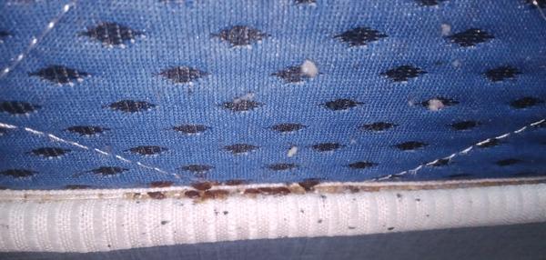 bedbugs infestation