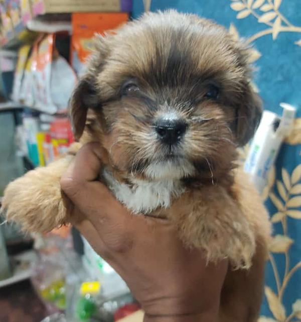hingna pet shop