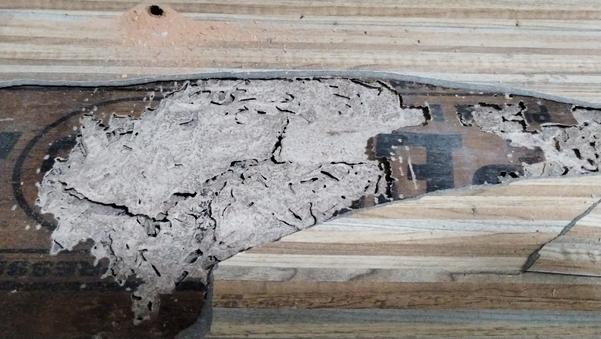 plywood