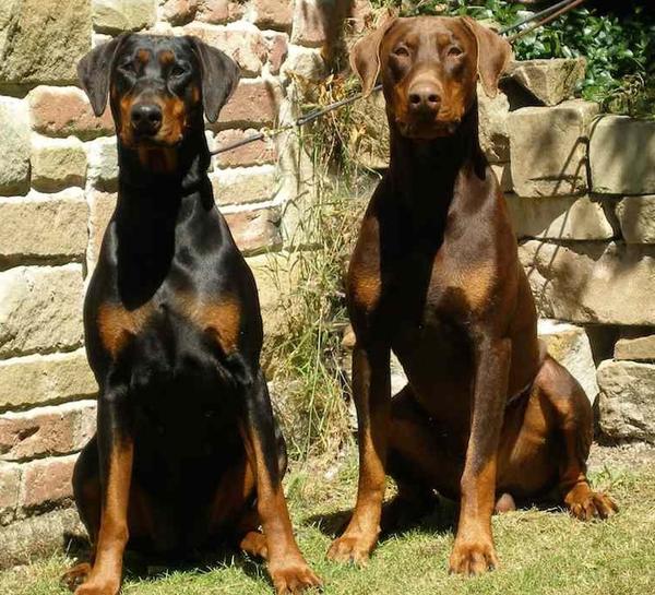 doberman puppies