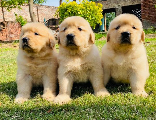 golden retriever male female p